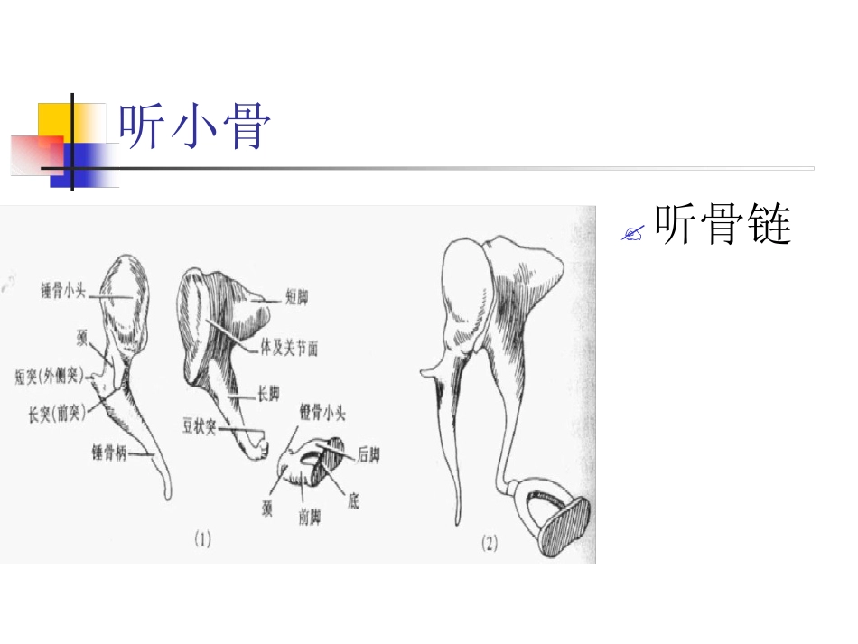 耳解剖及生理(1)_第12页