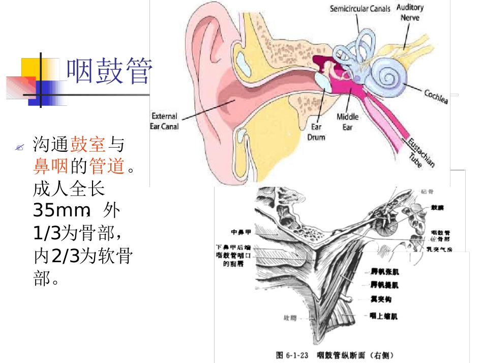 耳解剖及生理(1)_第13页