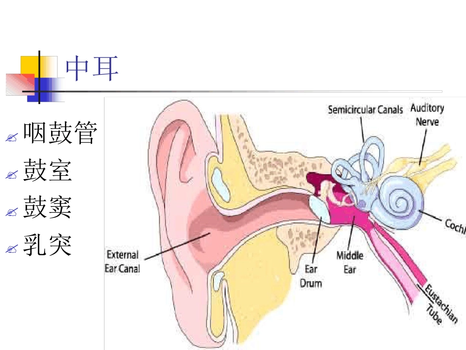 耳解剖及生理(1)_第9页
