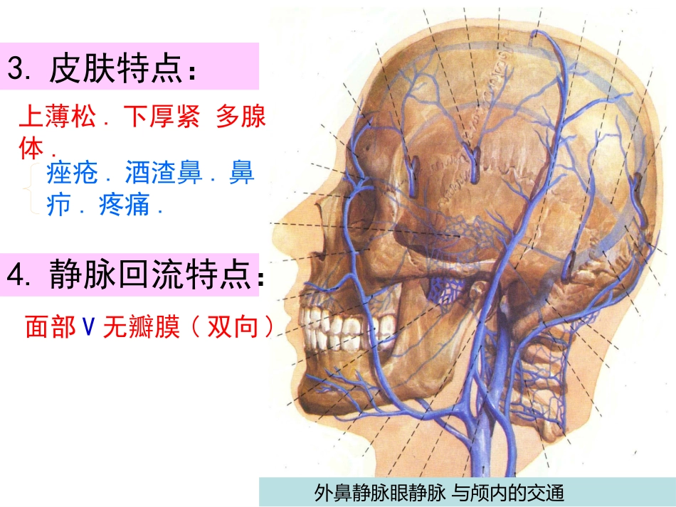 鼻部解剖1_第11页