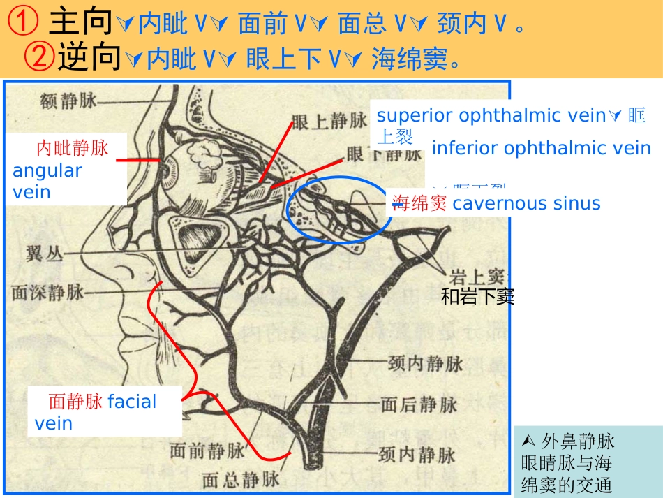 鼻部解剖1_第12页
