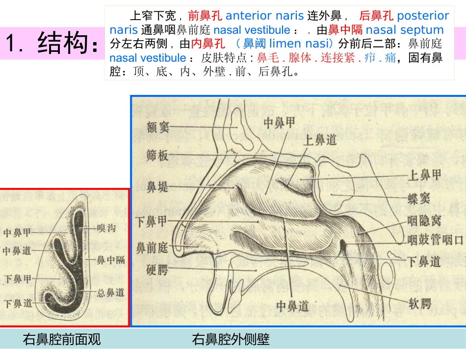 鼻部解剖1_第14页