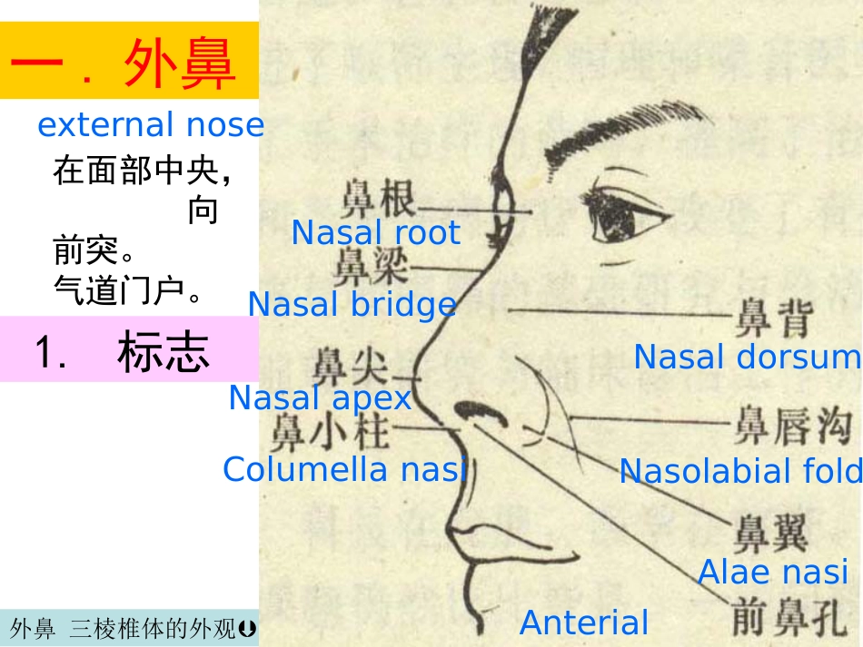 鼻部解剖1_第7页