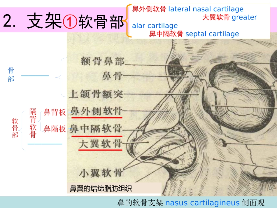 鼻部解剖1_第8页