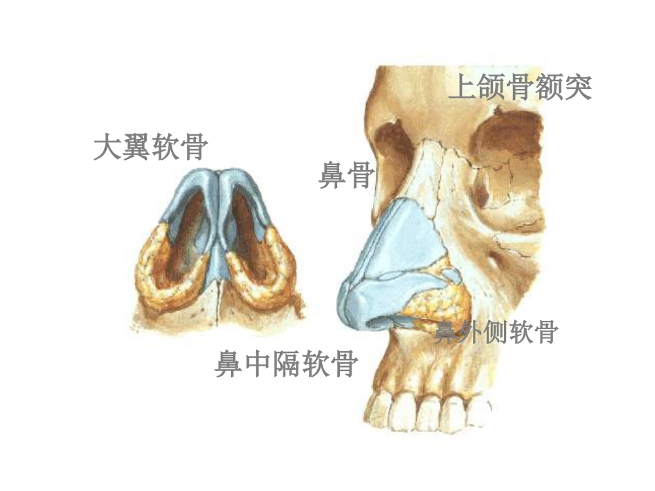 鼻部解剖1_第9页