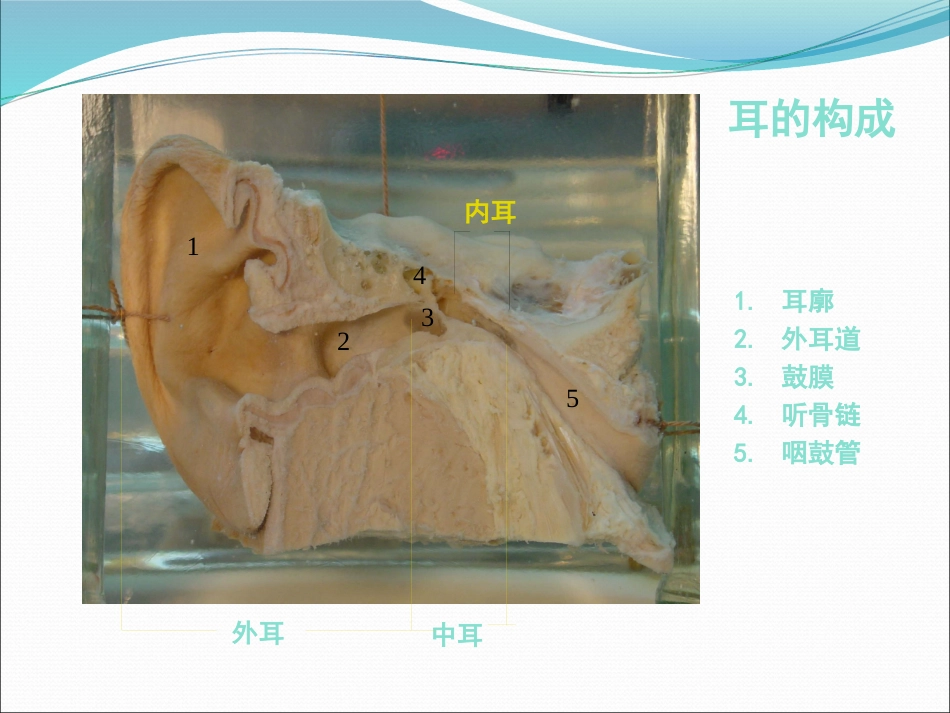 耳解剖(1)_第10页