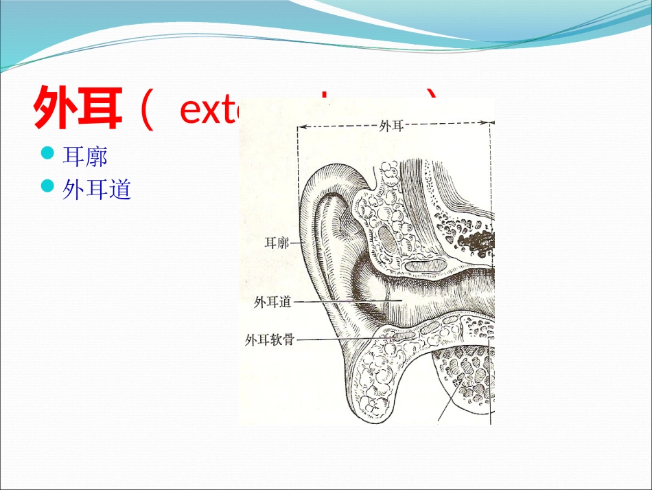 耳解剖(1)_第12页