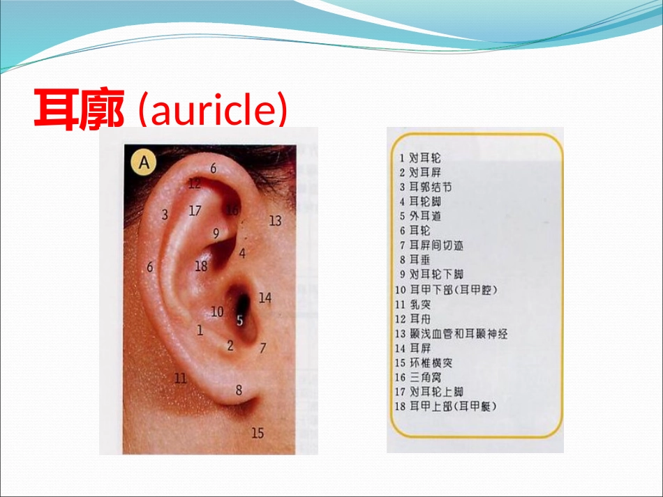 耳解剖(1)_第13页