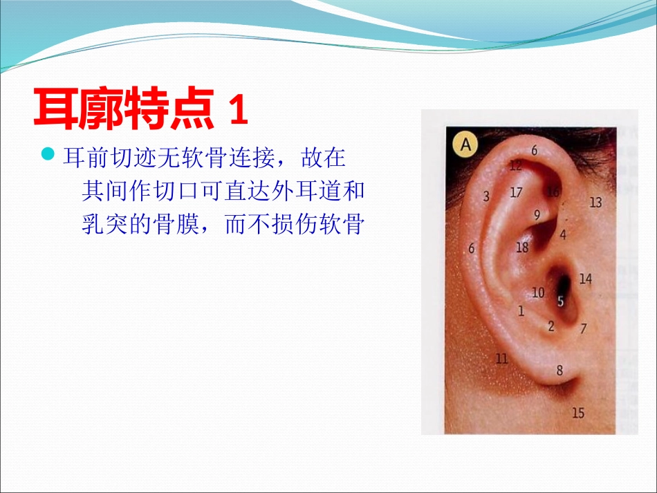 耳解剖(1)_第14页