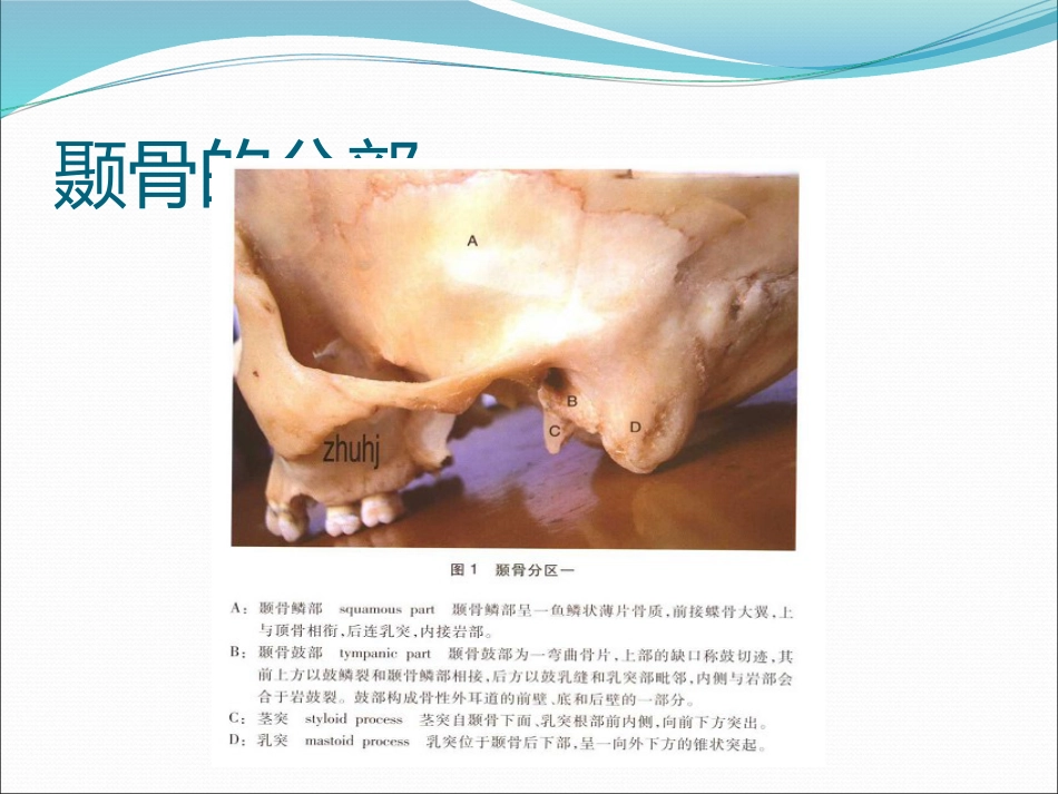耳解剖(1)_第5页