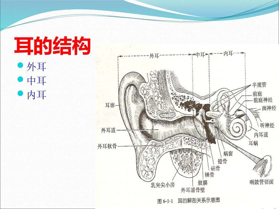耳解剖(1)_第8页