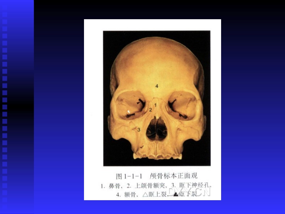 慢性鼻窦炎课件(1)_第15页