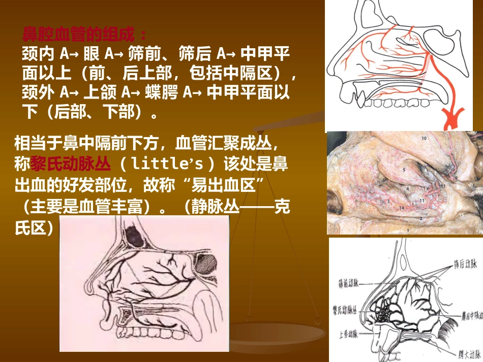 鼻部解剖及生理 (2)_第10页