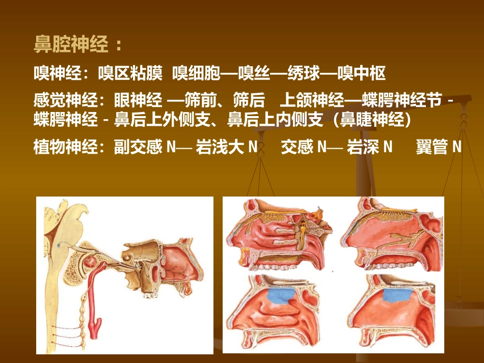 鼻部解剖及生理 (2)_第11页