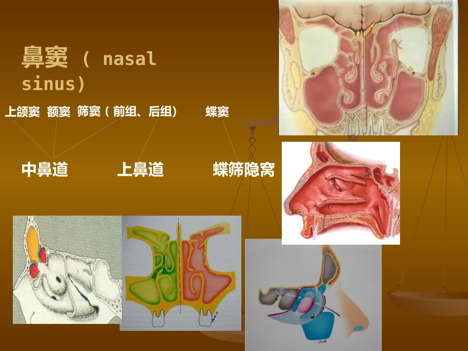 鼻部解剖及生理 (2)_第12页