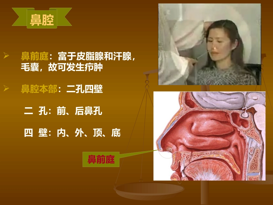 鼻部解剖及生理 (2)_第7页