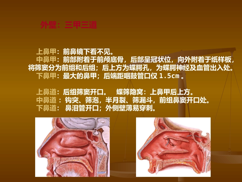 鼻部解剖及生理 (2)_第8页