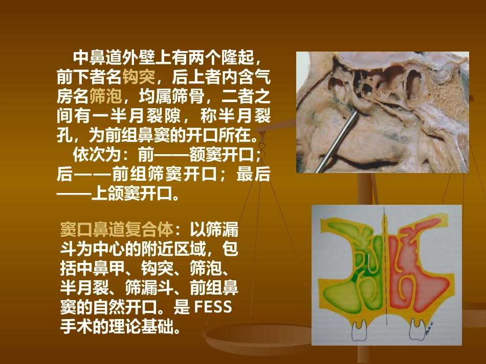 鼻部解剖及生理 (2)_第9页