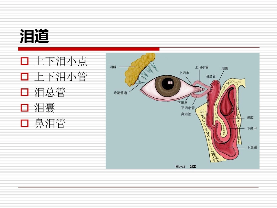 鼻内镜鼻腔泪囊吻合术PPT医学共23页_第2页