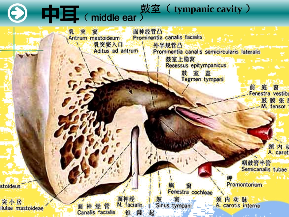 耳解剖及生理(“内耳”相关)共55张_第10页