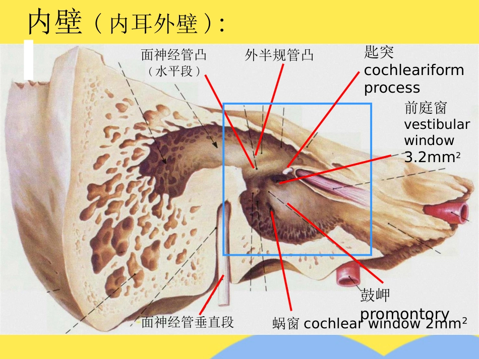 耳解剖及生理(“内耳”相关)共55张_第11页