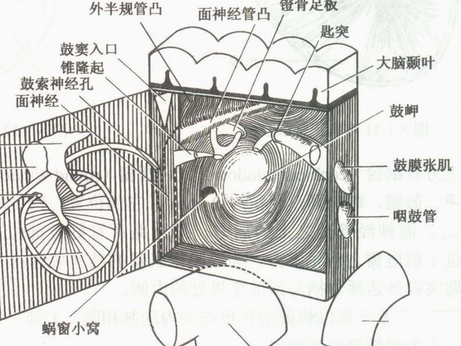 耳解剖及生理(“内耳”相关)共55张_第13页