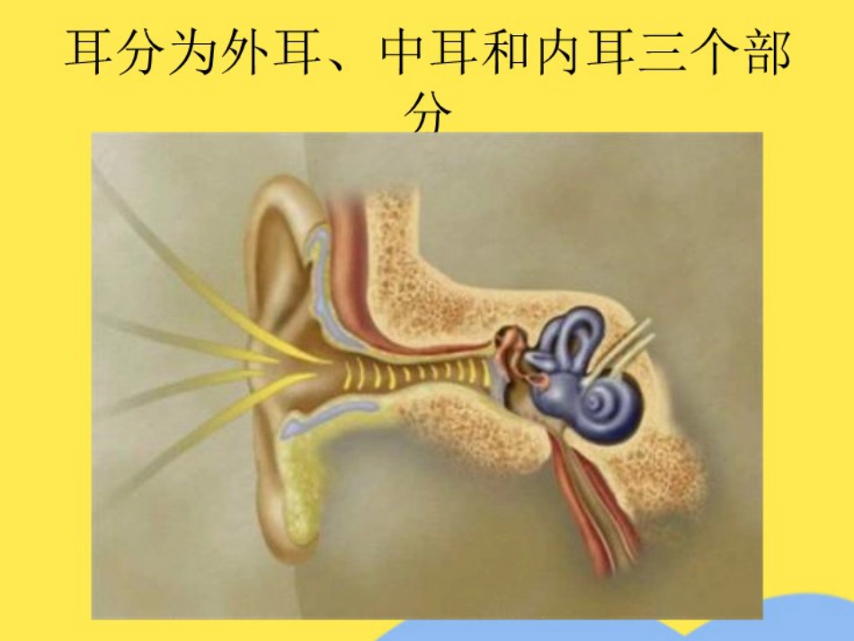 耳解剖及生理(“内耳”相关)共55张_第2页