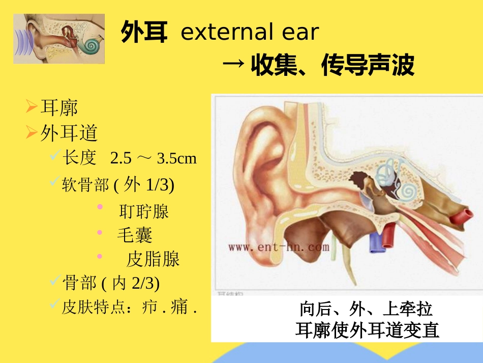 耳解剖及生理(“内耳”相关)共55张_第4页