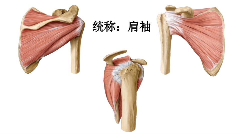 肩关节周围手术入路_第5页
