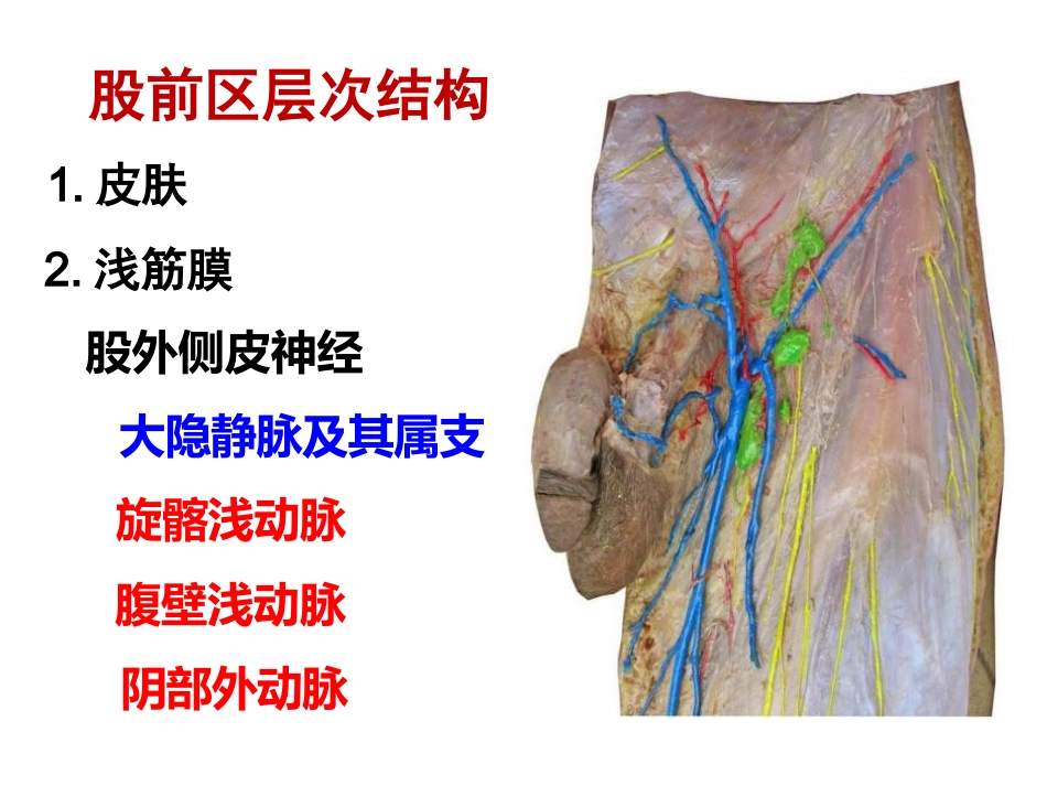 长海骨盆周围解剖_第3页