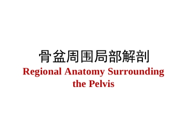 长海骨盆周围解剖