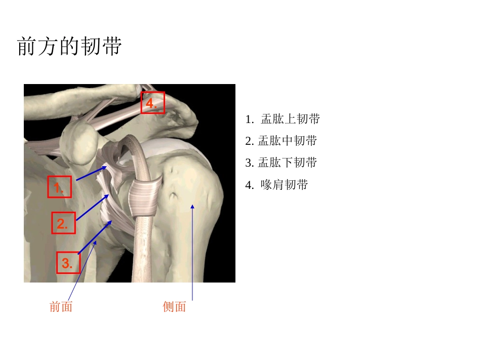 肩关节解剖、入路及打结_第3页