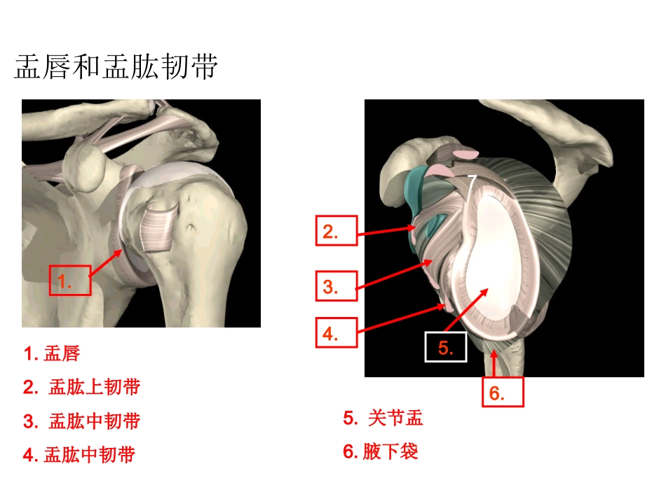 肩关节解剖、入路及打结_第4页