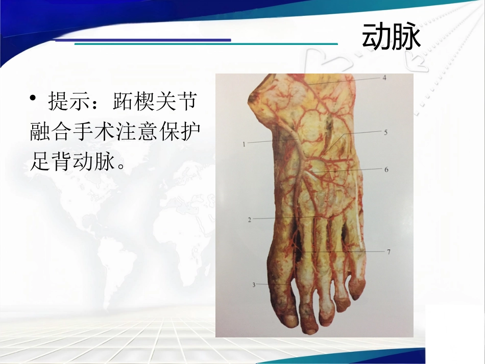 前足生理、病理解剖概述_第11页