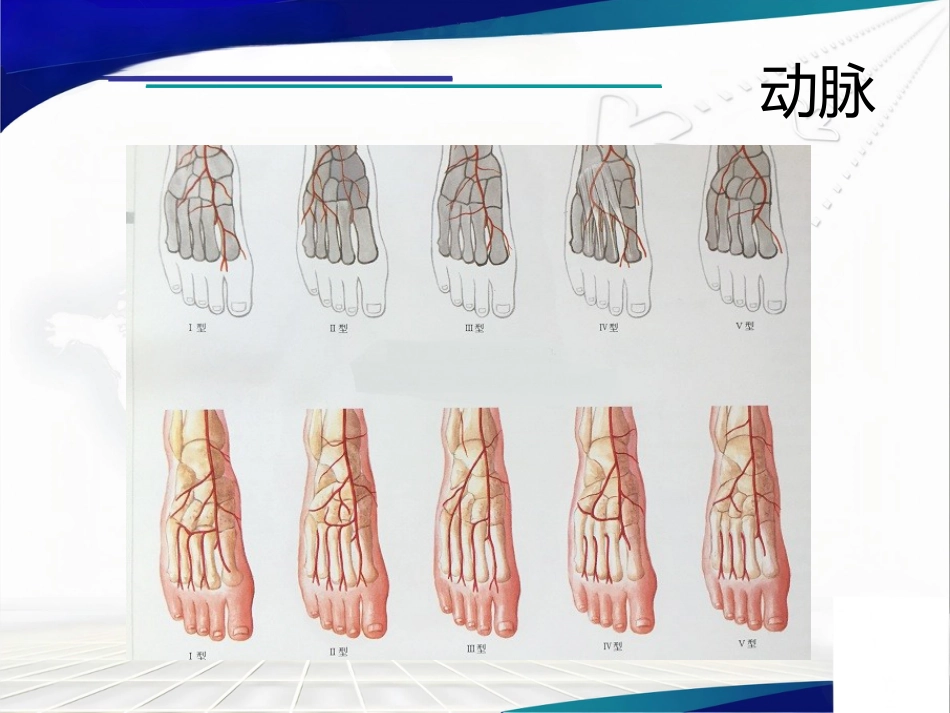 前足生理、病理解剖概述_第12页