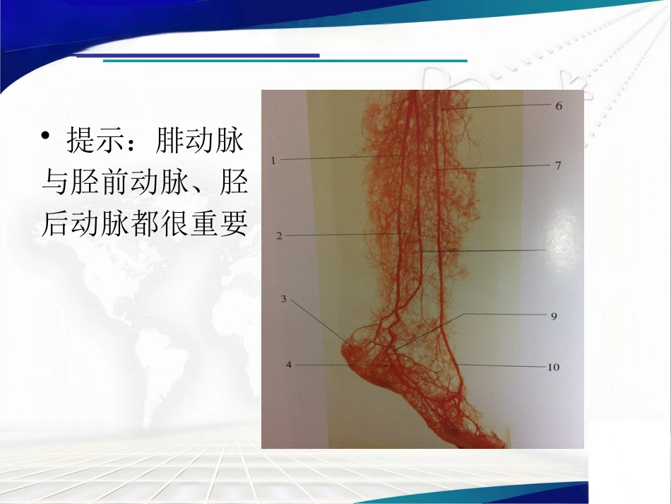 前足生理、病理解剖概述_第13页