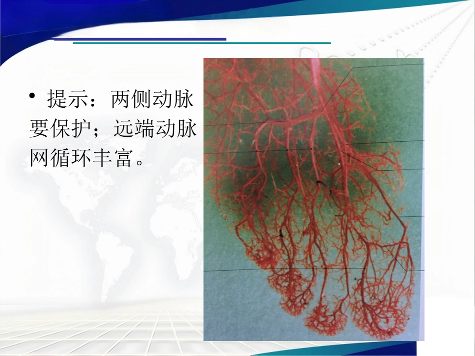 前足生理、病理解剖概述_第14页