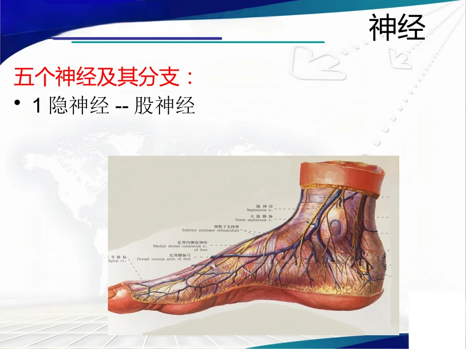 前足生理、病理解剖概述_第3页