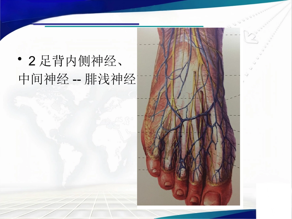 前足生理、病理解剖概述_第4页
