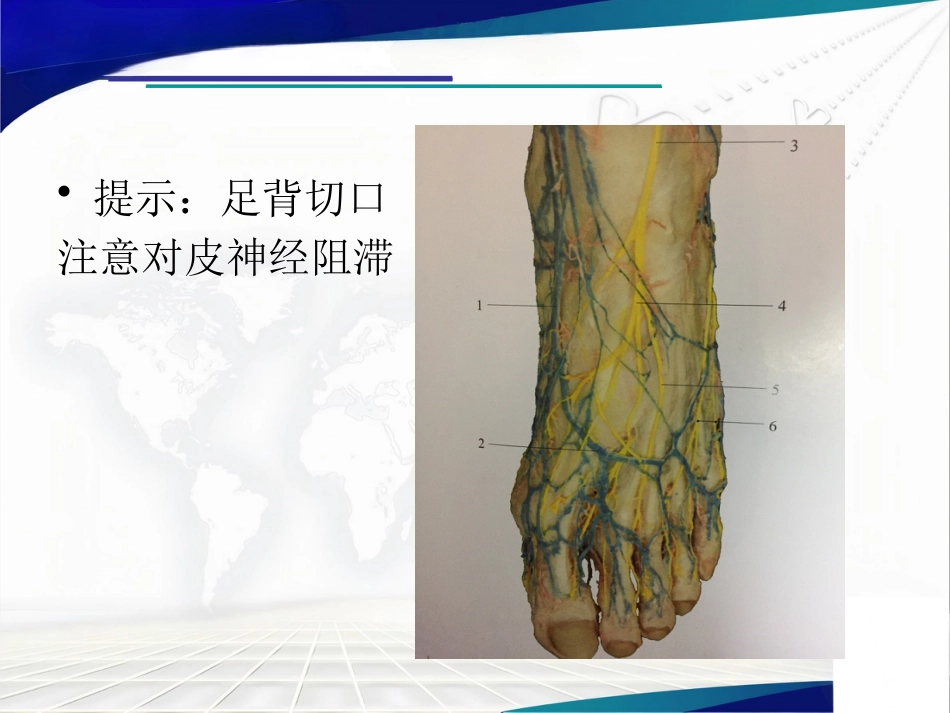 前足生理、病理解剖概述_第5页