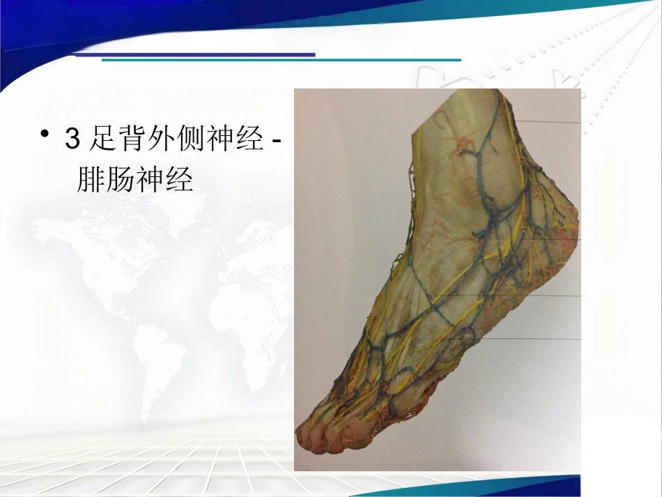 前足生理、病理解剖概述_第6页