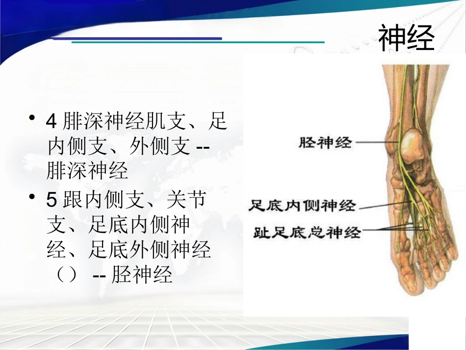 前足生理、病理解剖概述_第8页