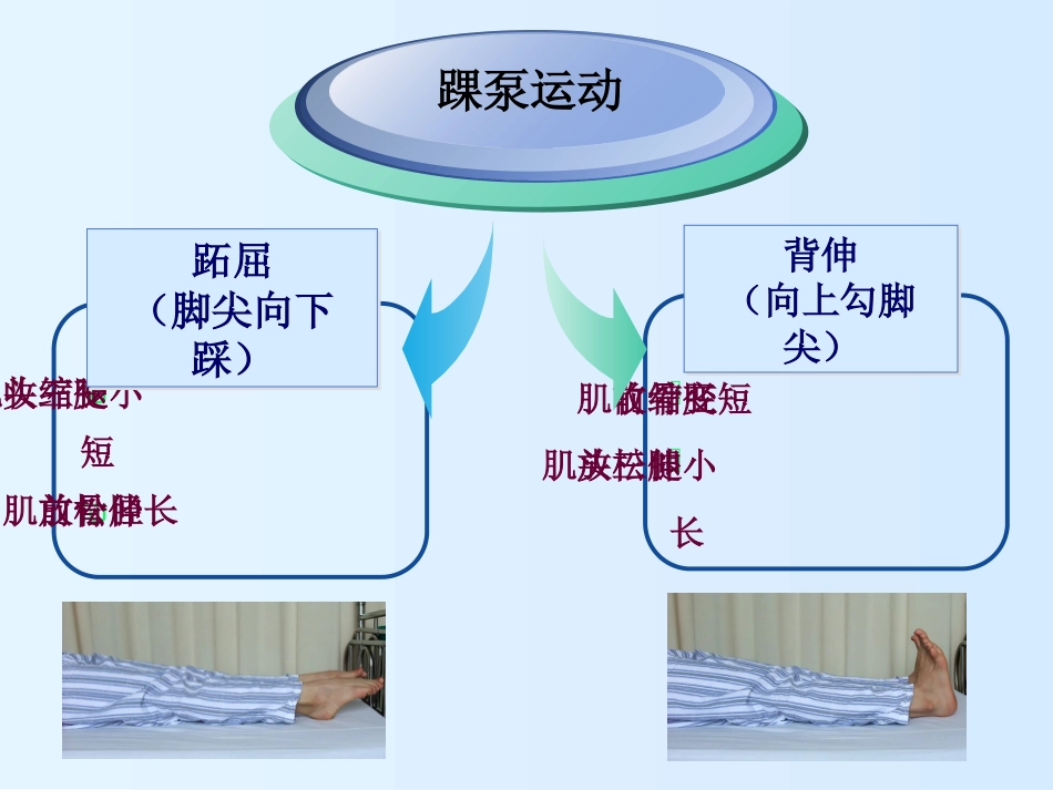 踝泵运动课件_第7页