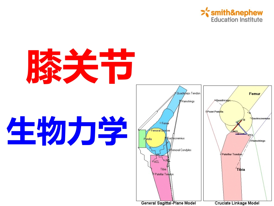 膝关节生物力学_第1页