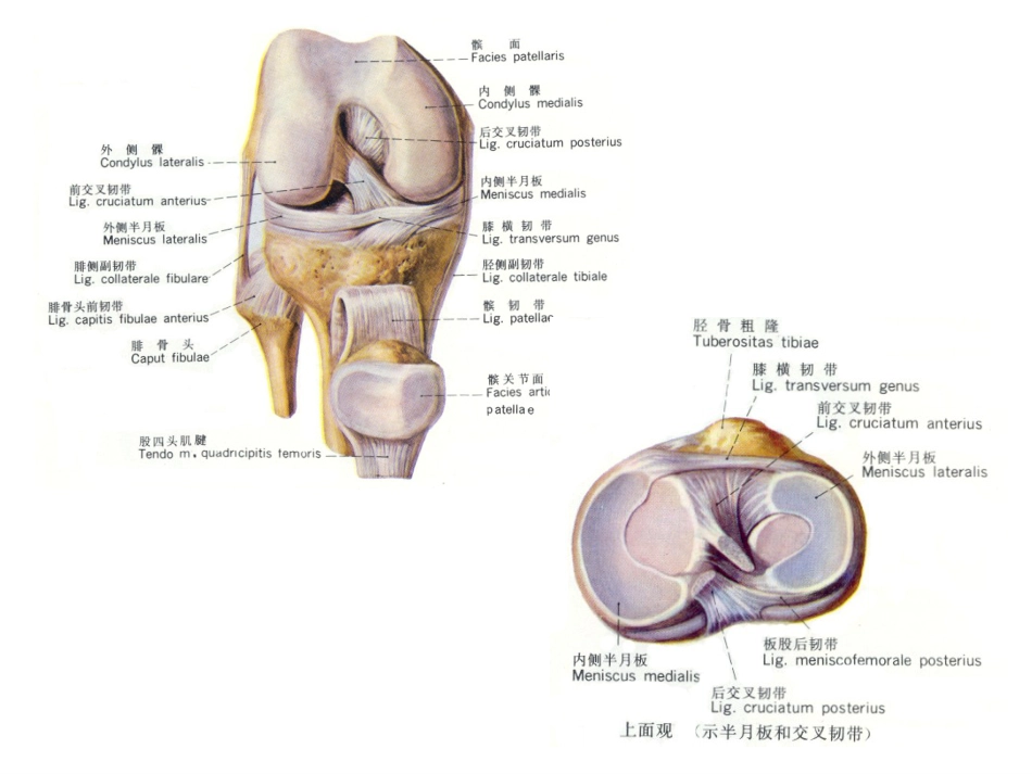 关节腔内穿刺注射_第10页