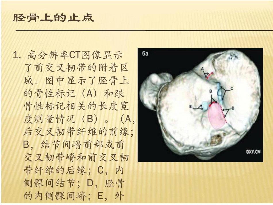 前交叉韧带重建康复流程_第5页