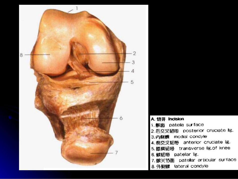 膝关节解剖及MRI诊断_第6页