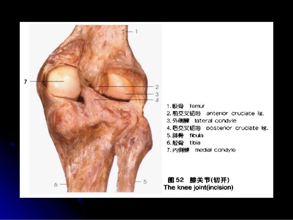 膝关节解剖及MRI诊断_第7页