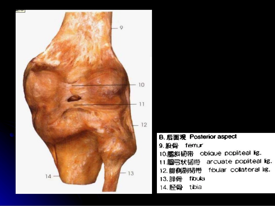 膝关节解剖及MRI诊断_第8页