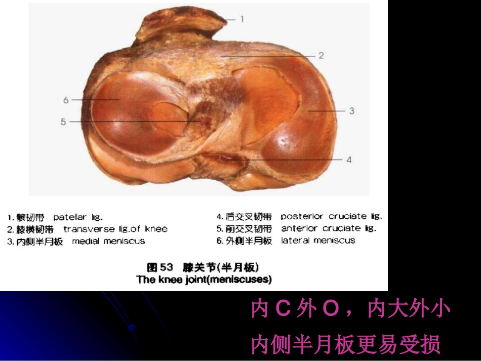 膝关节解剖及MRI诊断_第9页